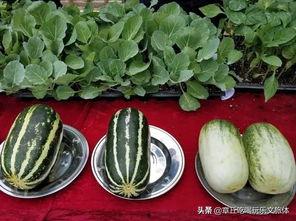 吃瓜娱乐类,揭秘明星幕后故事与八卦趣闻