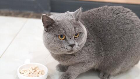 蓝猫娱乐圈吃瓜