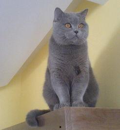 蓝猫娱乐圈吃瓜